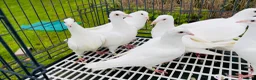 Pigeons birds for sale: White racing Pigeons for sale.Delbar bloodline. - Advert 3