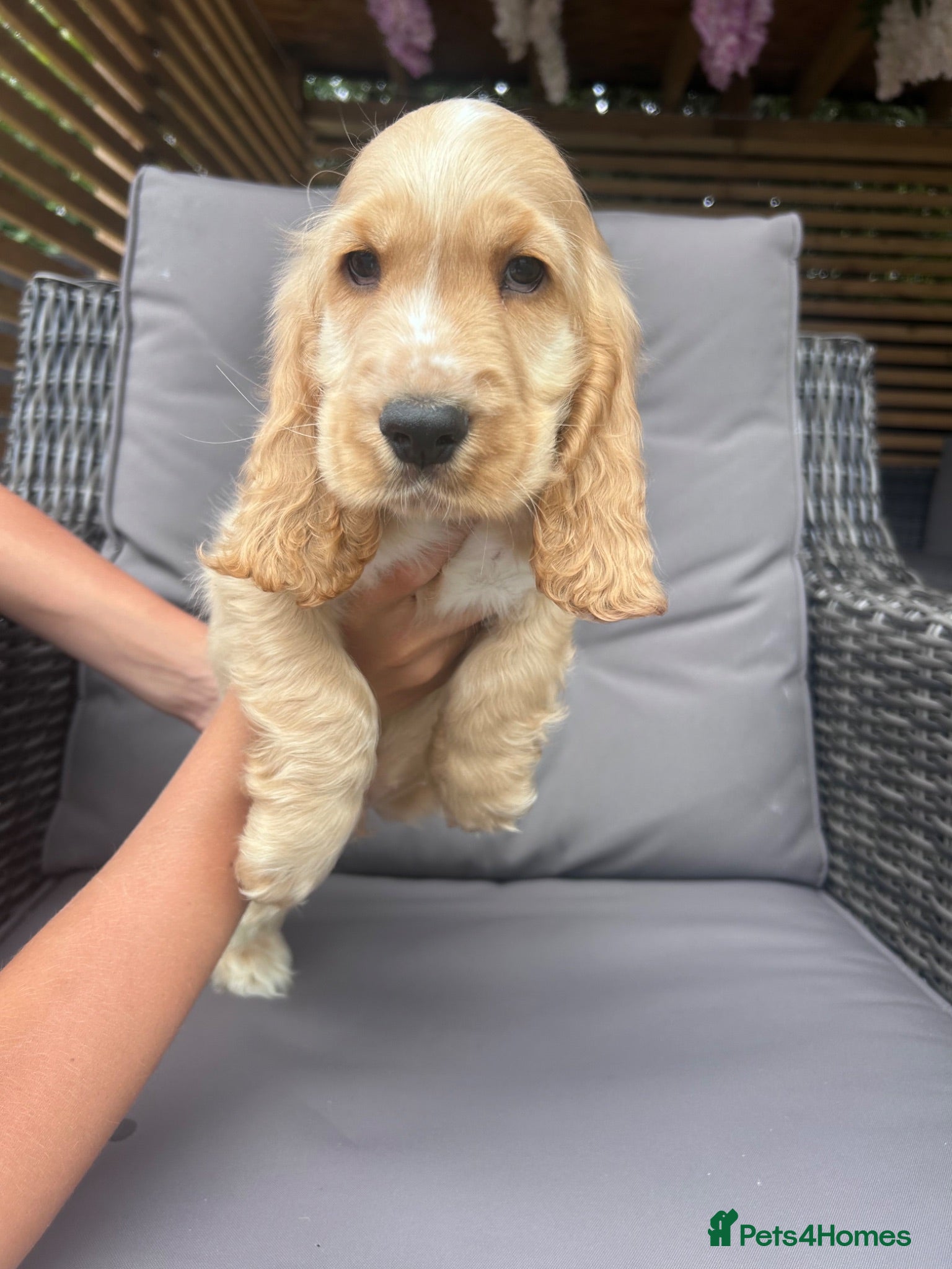 Cocker Spaniel dogs Kc reg health tested show cocker spaniels  - Advert 2