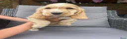 Cocker Spaniel dogs for sale: Kc reg health tested show cocker spaniels  - Advert 7