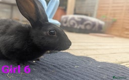 Rex rabbits for sale: Mini rex rabbit for sale - Image 24