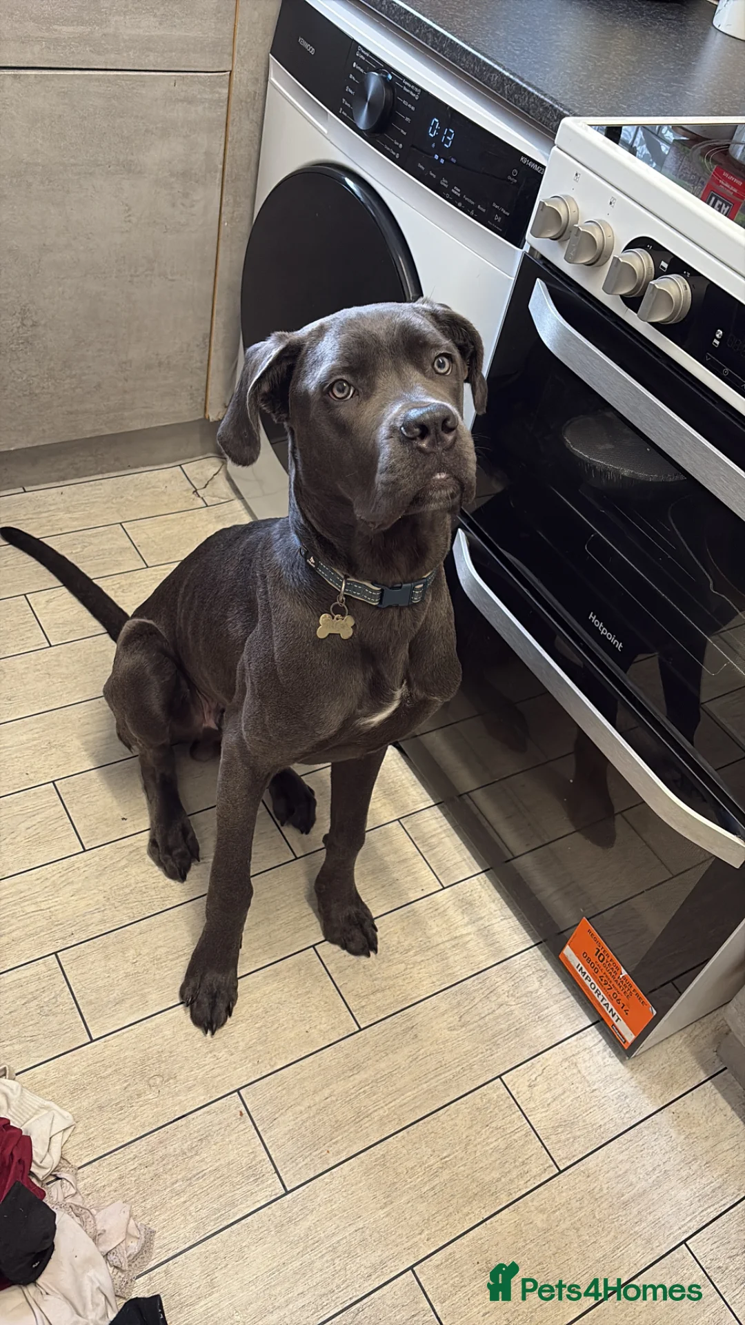 Cane Corso dogs for sale: Blue cane corso male Puppy  in Birmingham - Advert 1