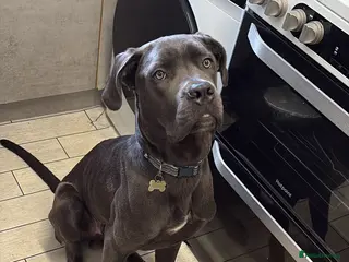 Cane Corso dogs Blue cane corso male Puppy - Advert 1