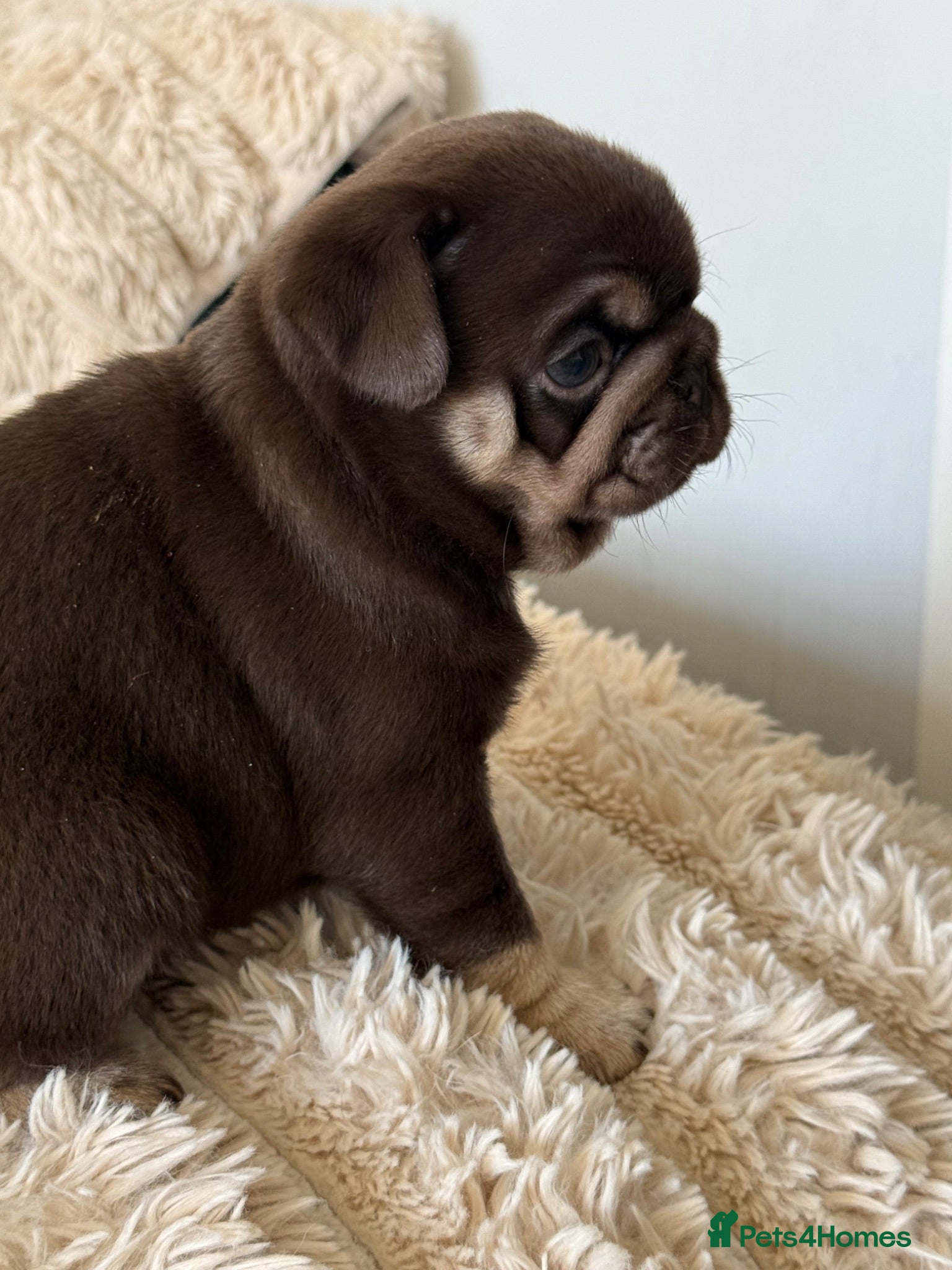 Pug dogs Kc chocolate and tan pug puppies  - Advert 8