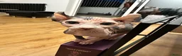 Sphynx cats for sale: Dolce the girl - Advert 14