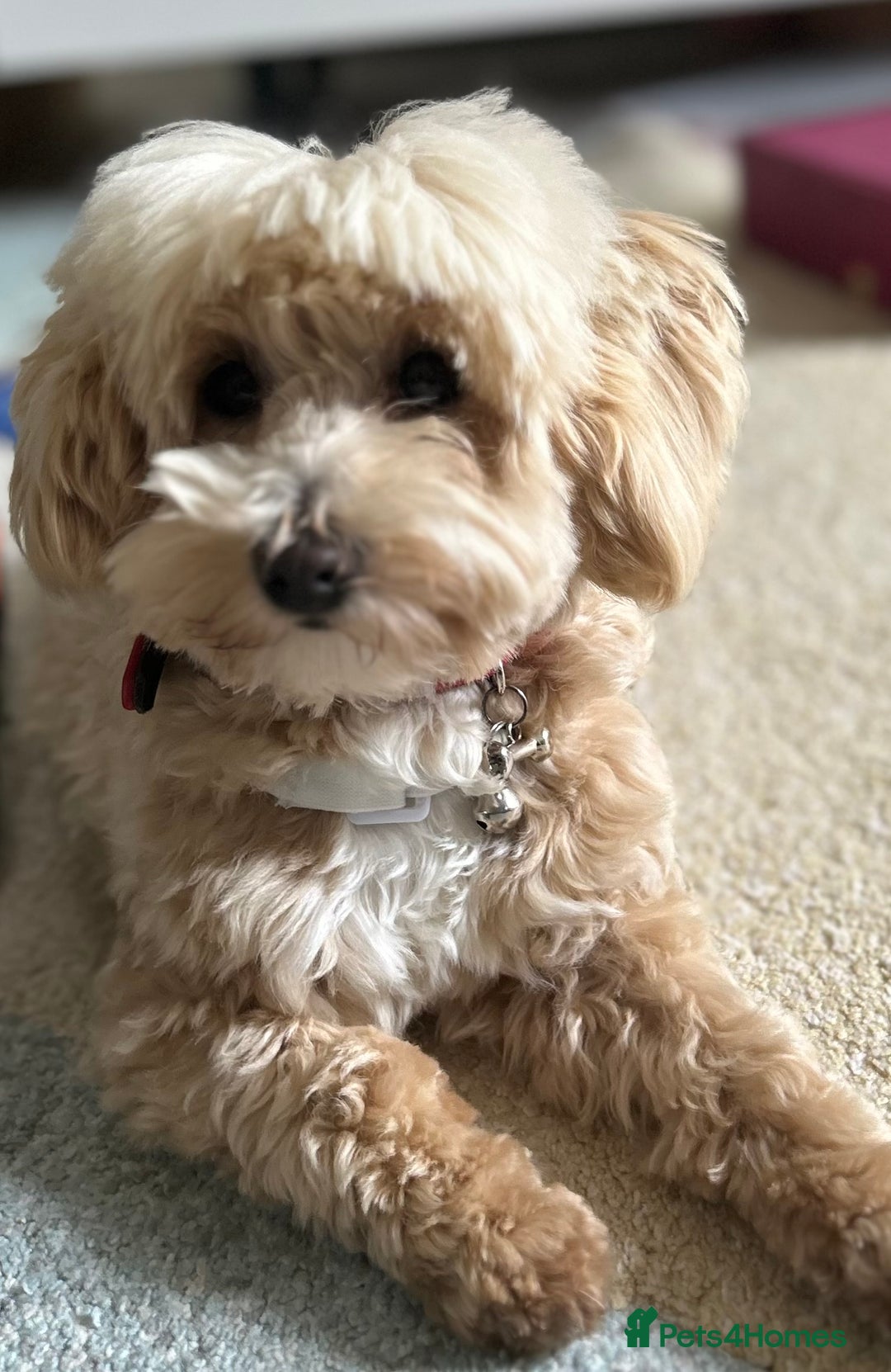 Maltipoo dogs for sale: Champagne and white, extensively health tested - Image 14