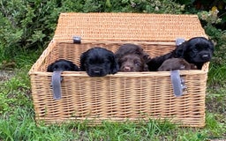 Cocker Spaniel dogs for sale: Adorable Working Cocker Spaniel Puppies  - Image 1