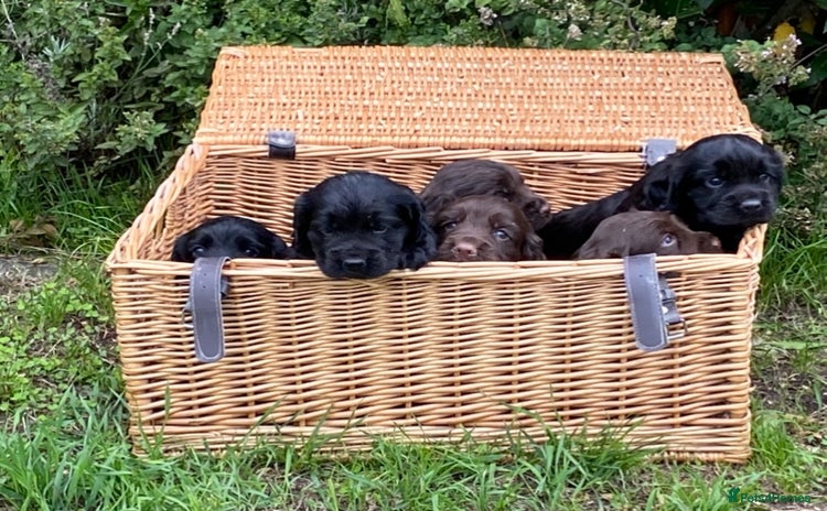 Cocker Spaniel dogs - Advert 10
