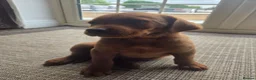 Labrador Retriever dogs for sale: ❤️ beautiful dark red working Labrador pups ❤️ - Advert 9