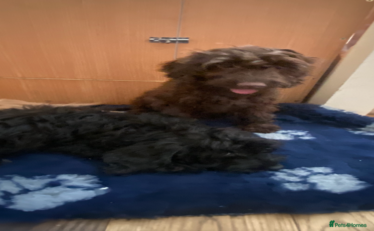 Cockapoo dogs - Advert 7