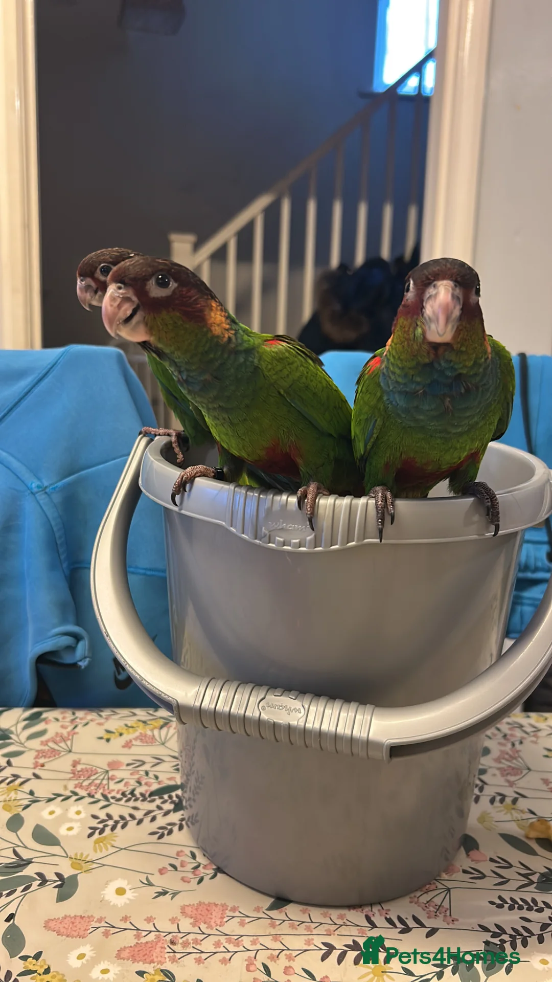Parakeets birds for sale: Semi tame male blue throated conures - Advert 1