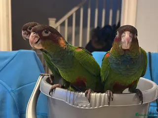 Parakeets birds Semi tame male blue throated conures - Advert 6