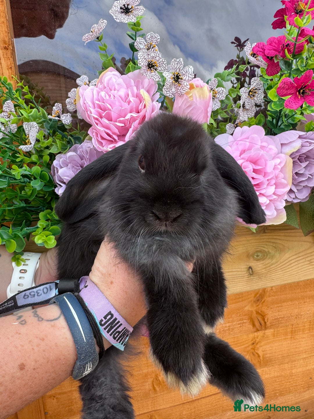 Mini Lop rabbits for sale: 2 lovely black mini lop girls - Image 1
