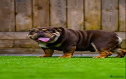 English Bulldog dogs for stud: Chocolate and tan stud includes 2 ai in Walsall - Image 2