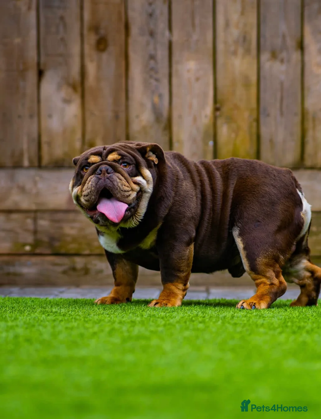 English Bulldog dogs for stud: Chocolate and tan stud includes 2 ai in Walsall - Advert 2