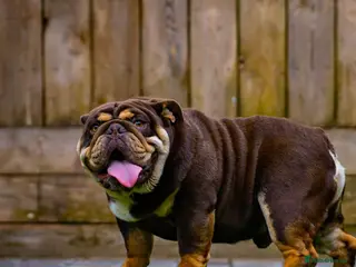 English Bulldog dogs Chocolate and tan stud includes 2 ai - Advert 9