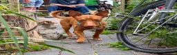 Mixed Breed dogs for adoption: Shadow - Podenco Maneto  in Birmingham - Advert 6