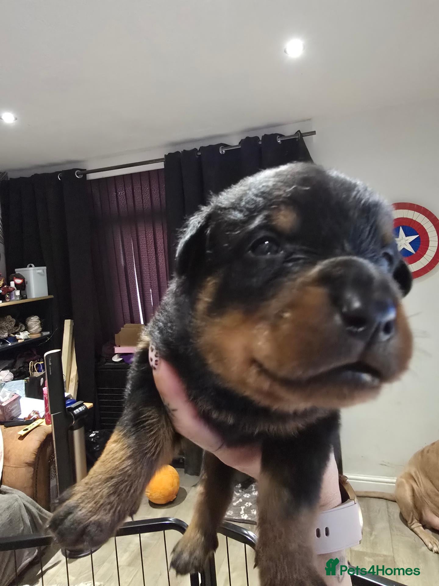 Rottweiler dogs Last boy - Advert 2