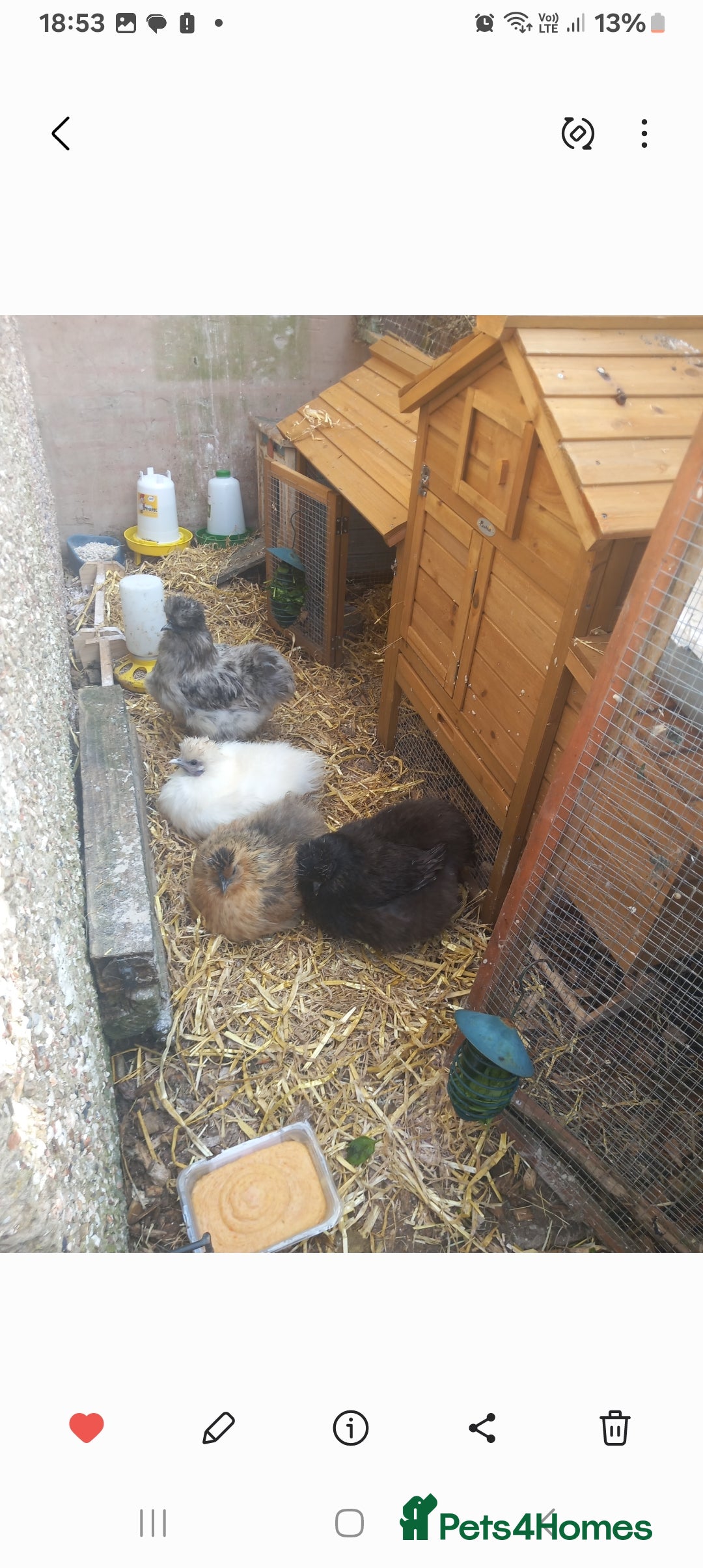 Chickens poultry for sale: JOB LOT COOP, 3 SILKIE HENS+ALL ACCESSORIES  in Colwyn Bay - Image 1