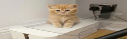 British Shorthair cats for sale: Beautiful Ginger Girl Tabby BSH Kitten - Advert 4