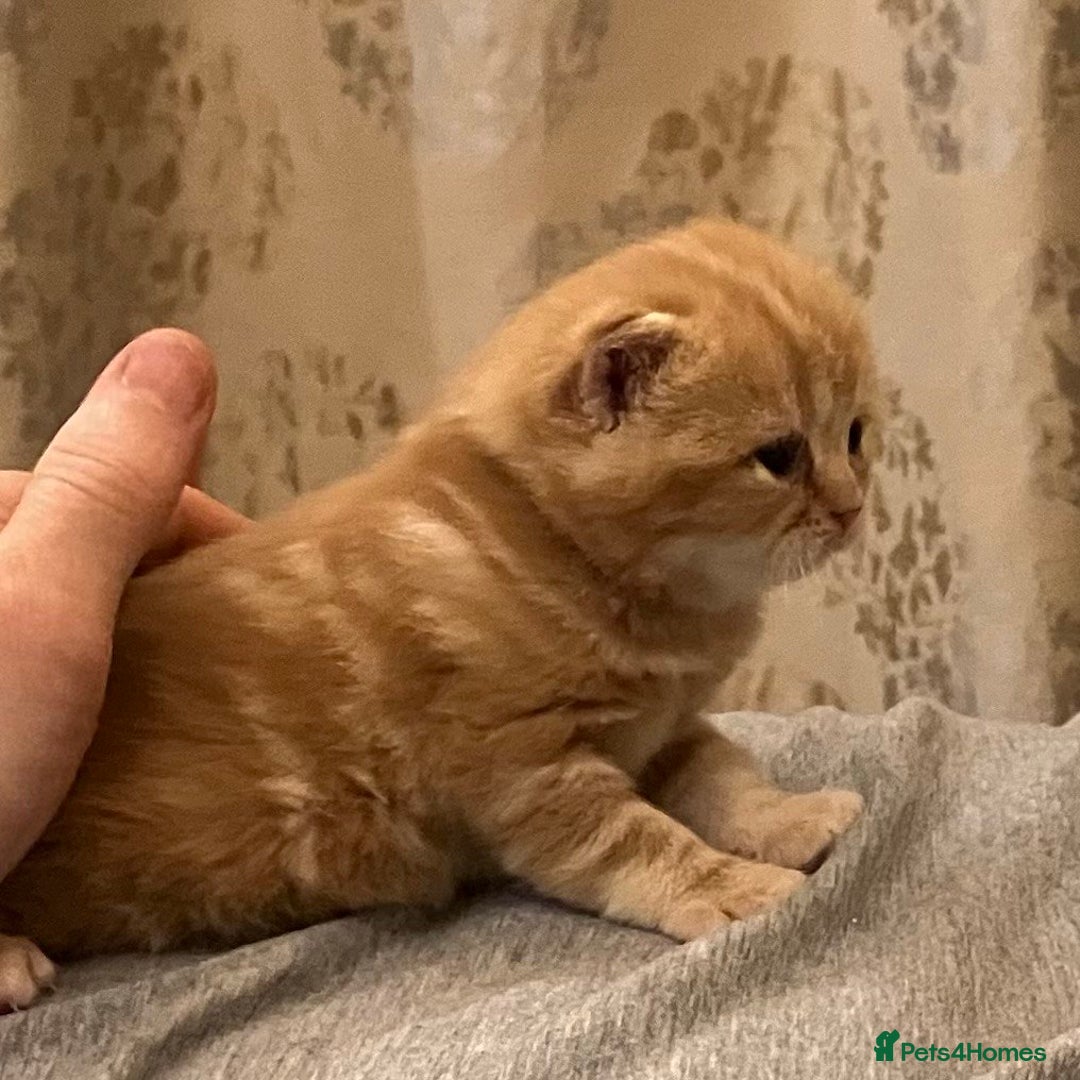 British Shorthair cats for sale: Ginger Red Pedigree girl - Advert 3