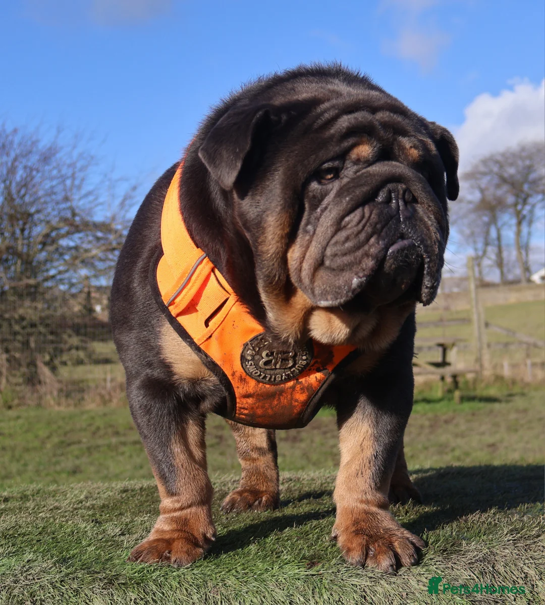 English Bulldog dogs for stud: KC Blue & Tan Bulldog for Stud - Advert 4