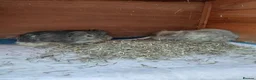 Guinea Pig rodents for sale: Sheltie and Texal boys - Advert 5
