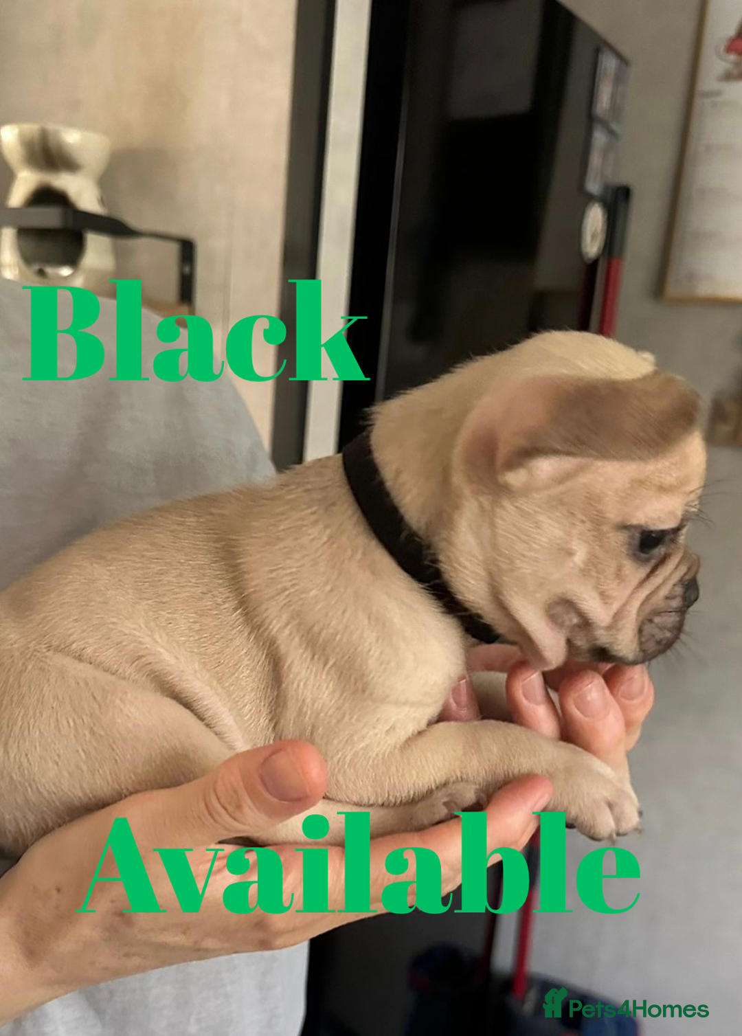 French Bulldog dogs for sale: FRENCH BULLDOG PUPPIES , THOROUGHBRED  - Image 4