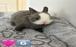 Netherland Dwarf rabbits for sale: 14 x Netherland Dwarf Bunnies 🐰🏡 🥰  - Image 14