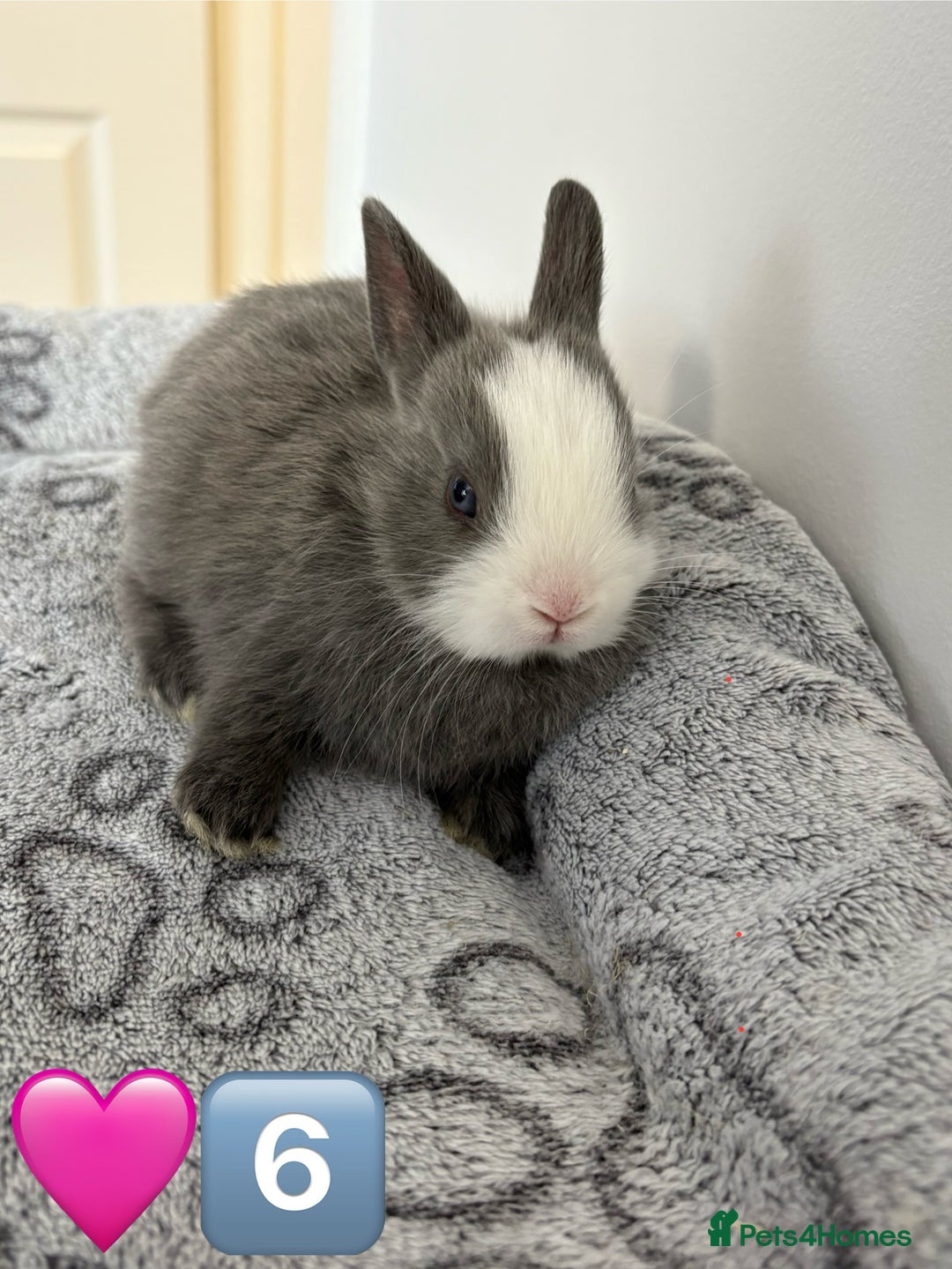 Netherland Dwarf rabbits for sale: 14 x Netherland Dwarf Bunnies 🐰🏡 🥰  - Image 14