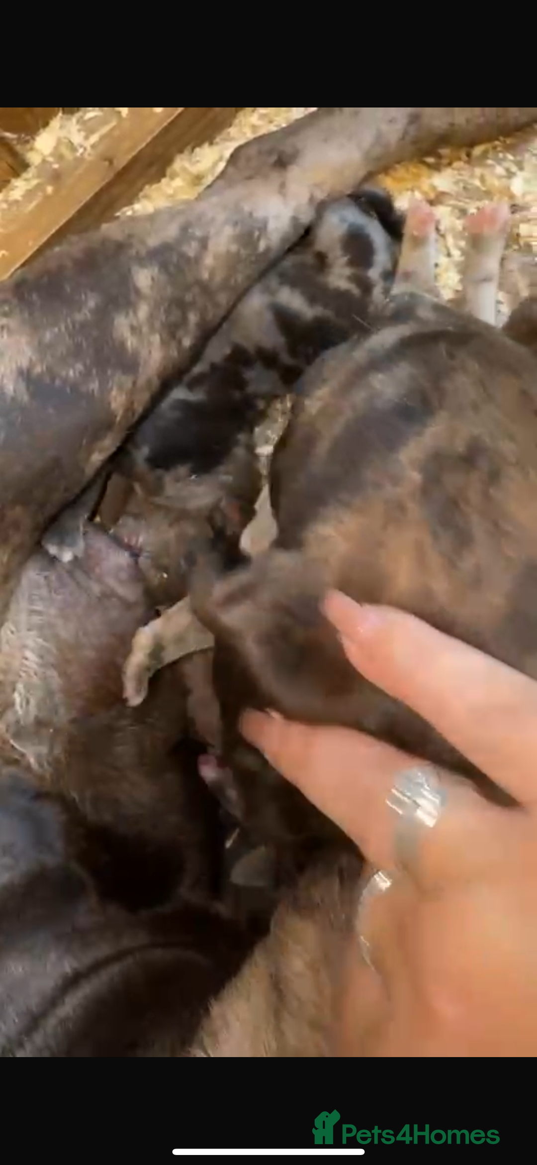 Mixed Breed dogs for sale: Mixed Merle cane corso puppies.  - Image 6