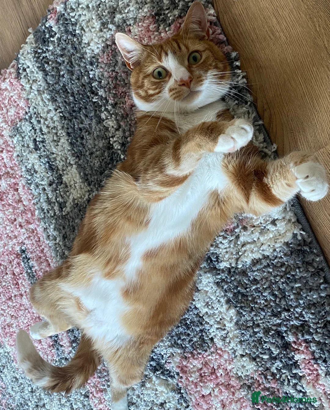Mixed Breed cats for sale: Ginger 5 Year Old Male Cat - Advert 6