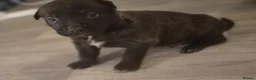Mixed Breed dogs for sale: Bull herders  - Advert 14
