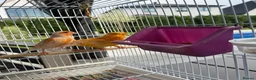Parrots birds for sale: Find Your Perfect Parrot–Loving Companions Ready in Halifax - Advert 10