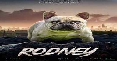 French Bulldog dogs in Burton-on-Trent - Advert 16