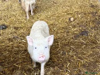 Pig livestock True Juliana micro pigs - Advert 1