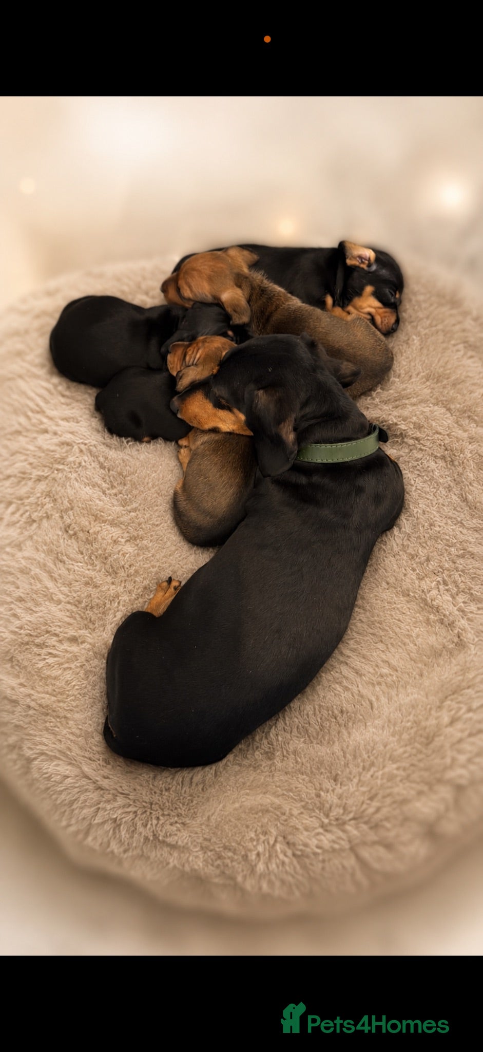 Miniature Dachshund dogs Miniature dachshund  - Advert 2