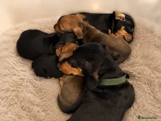 Miniature Dachshund dogs Miniature dachshund - Advert 4
