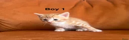 Siamese cats for sale: Mixed Siamese kittens for sale  in Colchester - Advert 7