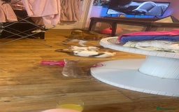 Domestic Shorthair cats for sale: 8 weeks old kittens for sale  - Image 5