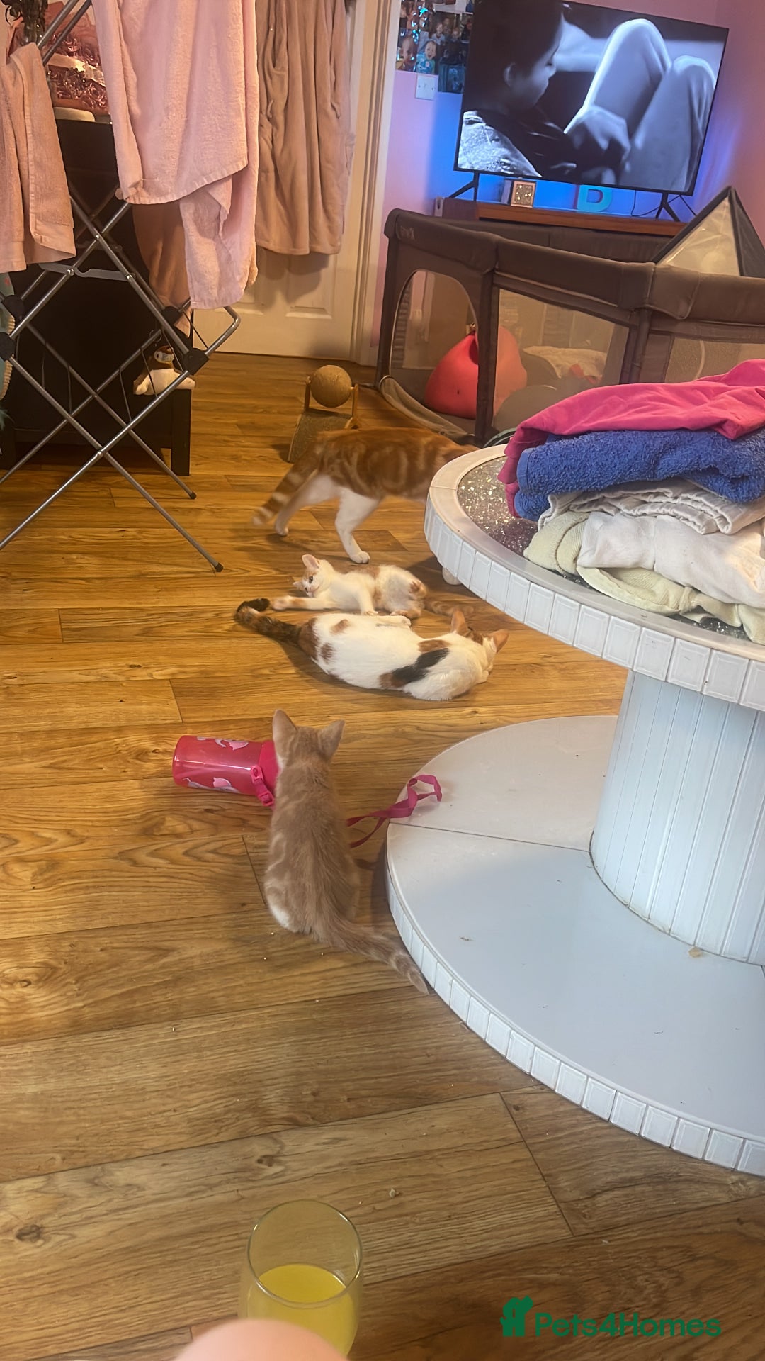 Domestic Shorthair cats for sale: 8 weeks old kittens for sale  - Image 5