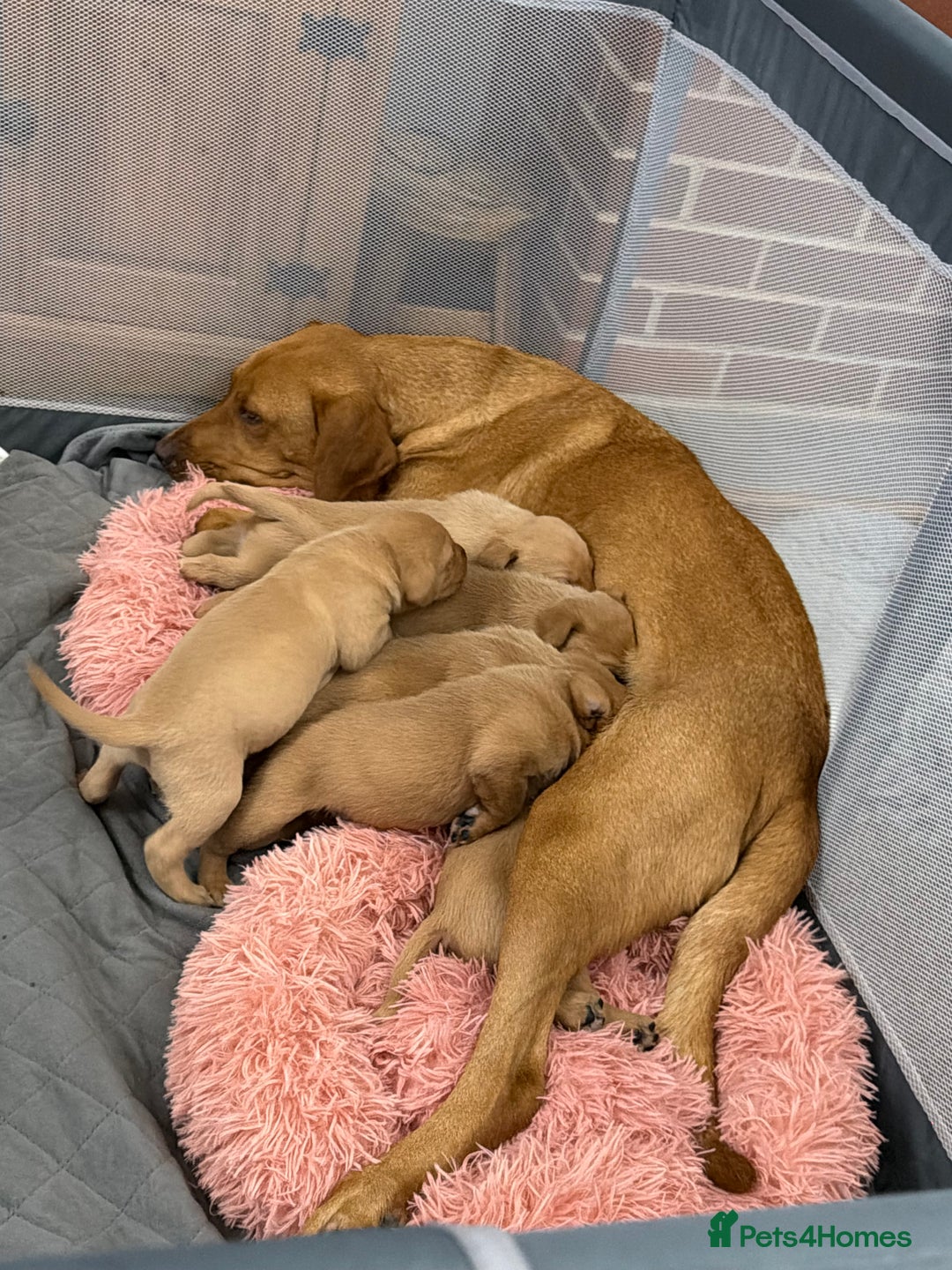 Labrador Retriever dogs for sale: ⭐️Beautiful Fox Red Labrador puppies ⭐️ - Advert 8