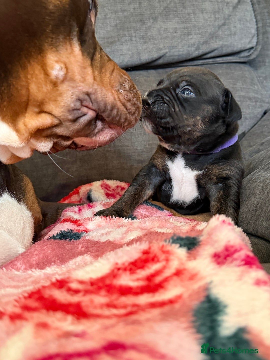 Mixed Breed dogs for sale: Beautiful Home- Reared Puppies!  - Advert 19