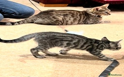 Bengal cats for sale: 4 Bengal cross kittens - Image 10
