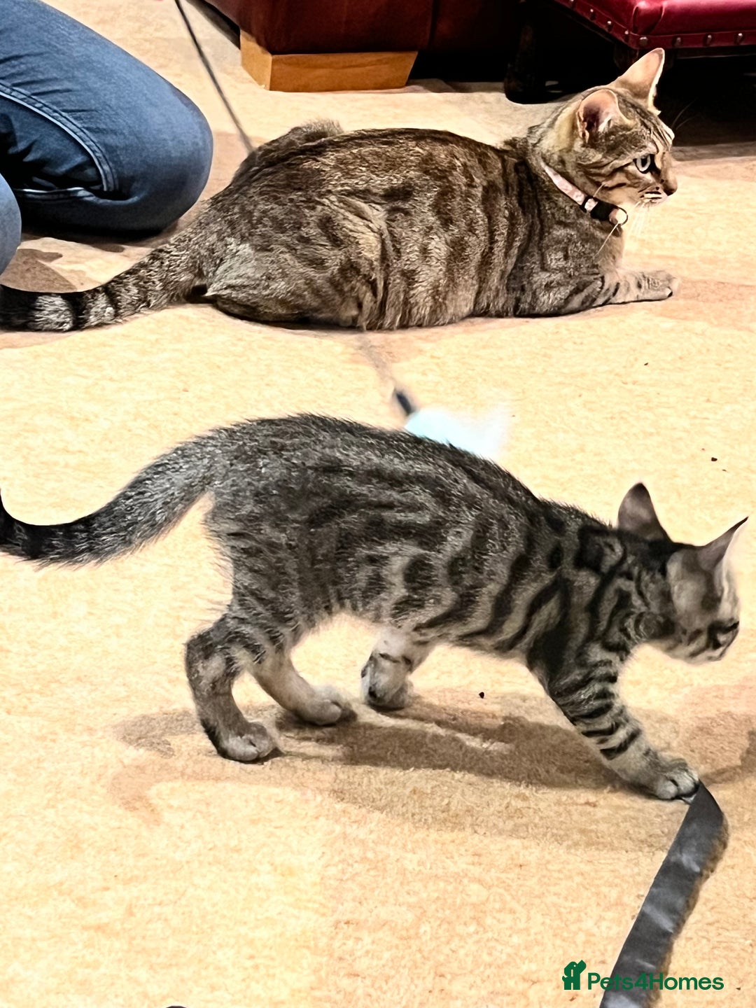 Bengal cats for sale: 4 Bengal cross kittens - Image 10