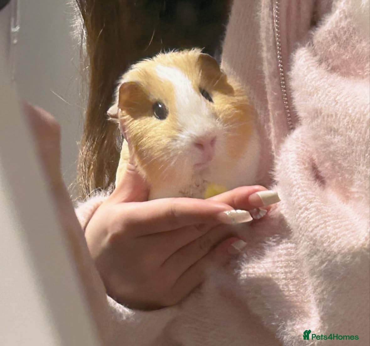 Guinea Pig rodents Two guinea pigs finding a new home - Advert 1