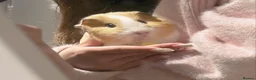 Guinea Pig rodents for sale: Two guinea pigs finding a new home - Advert 1