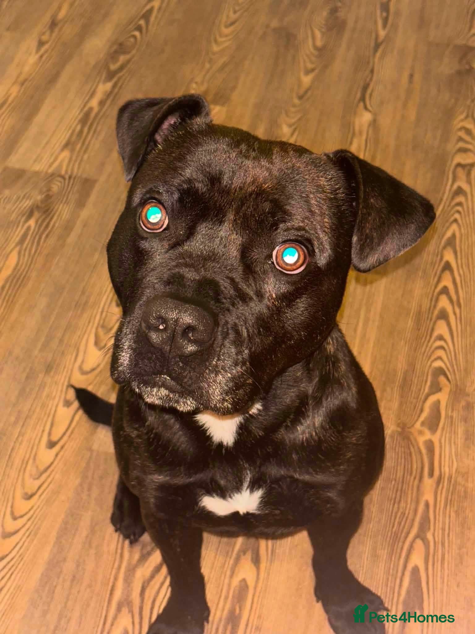 Staffordshire Bull Terrier dogs This is zeek, our 3 years old loving and hyper boy - Advert 7