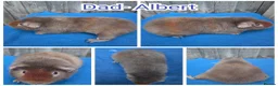 Guinea Pig rodents for sale: Baby Skinny & Teddy Guinea Pigs Ready To Leave! - Advert 13