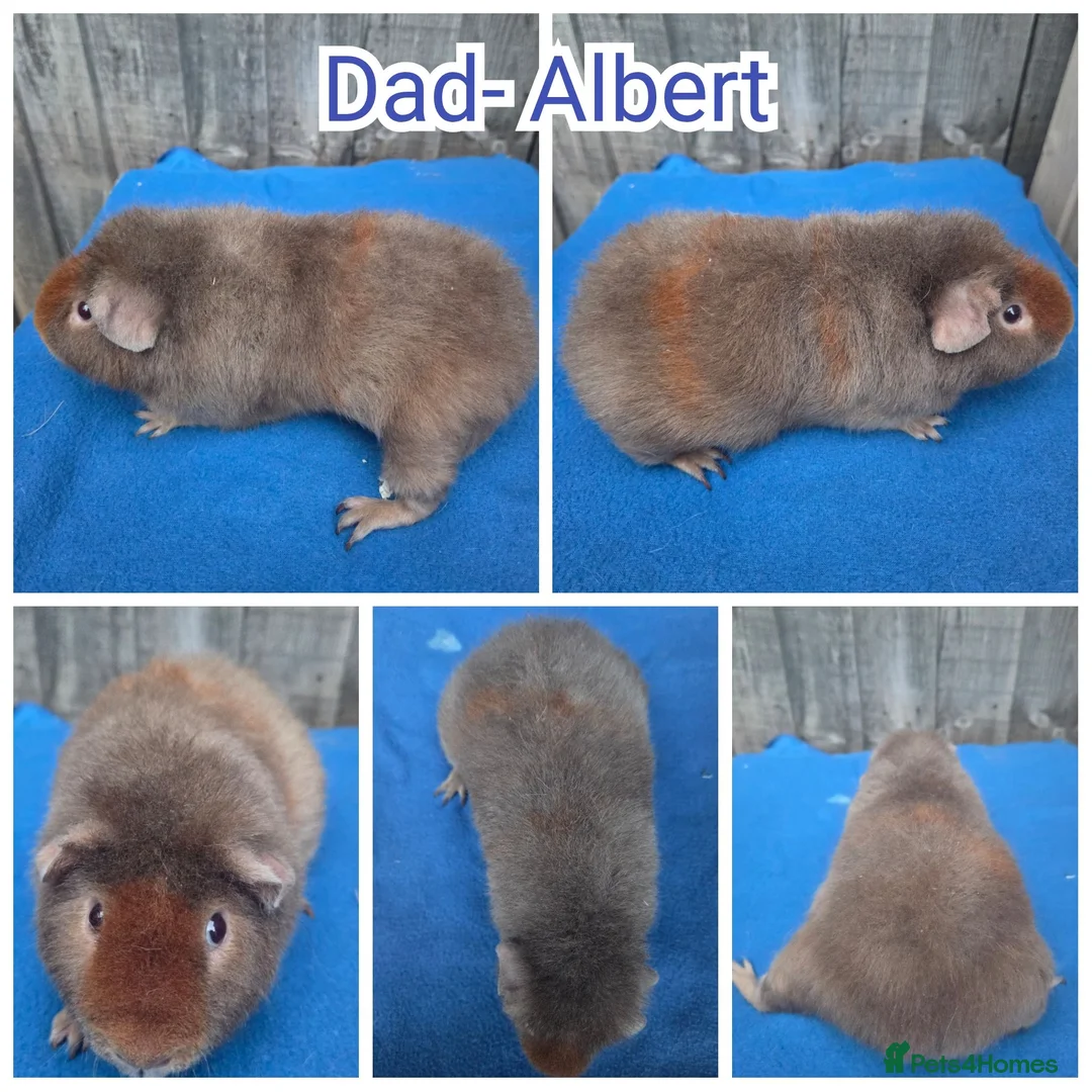 Guinea Pig rodents for sale: Baby Skinny & Teddy Guinea Pigs Ready To Leave! - Advert 13