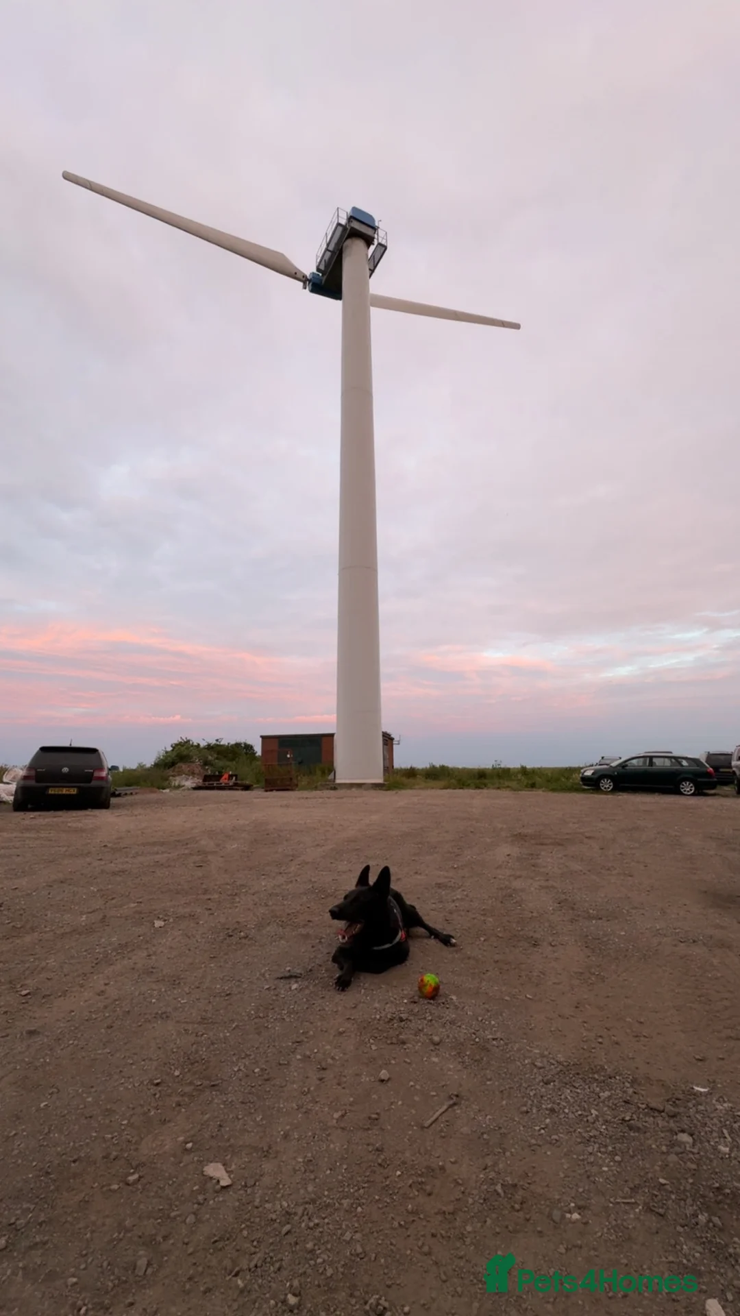 German Shepherd dogs for sale: Luna German Shepherd  in Hull - Advert 2